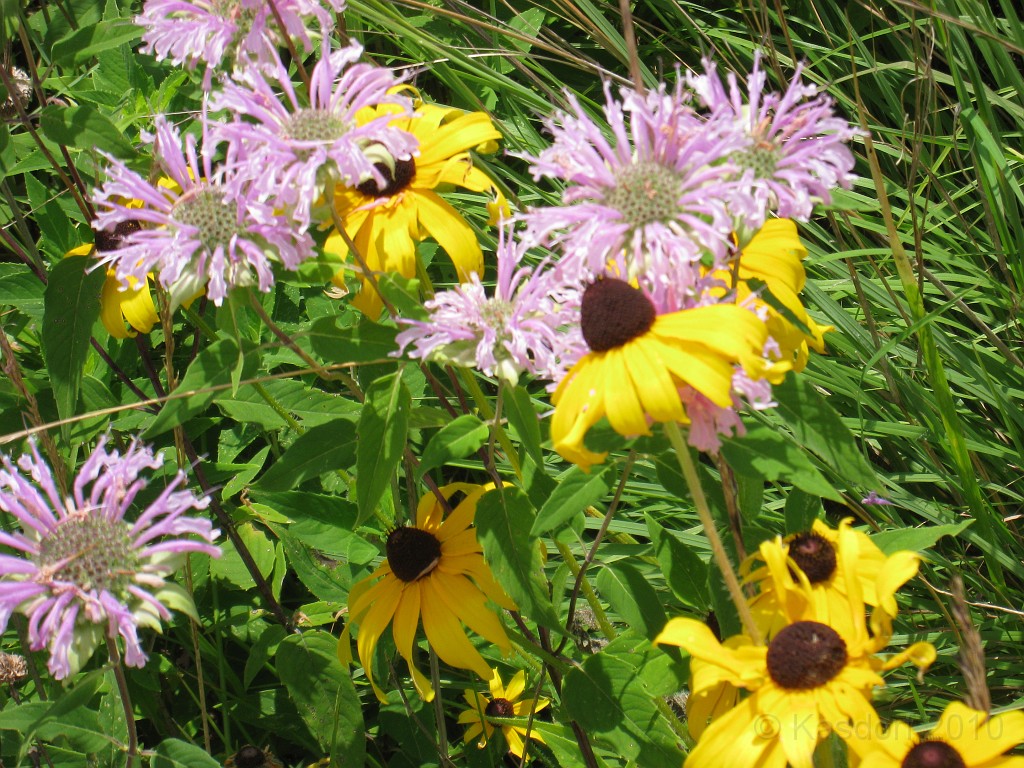 Matthaei Botanical Gardens 2010 0040.jpg - Lots of flowers blooming around the park, especially in the open areas at the entrance.